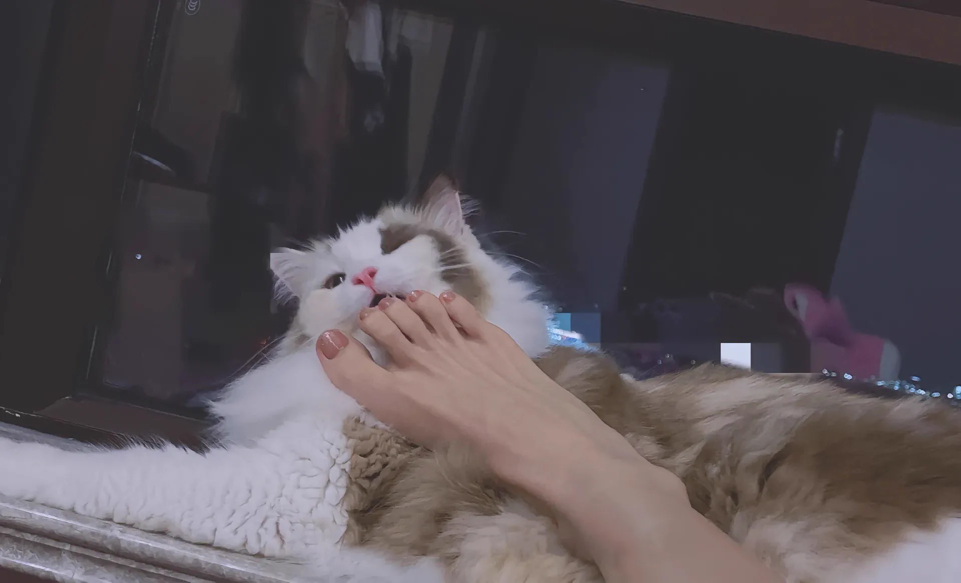 求助粉丝爸爸们一个问题‼️猫咪最近频繁跑厕所几分钟一次 是什么原因呀？ https://t.co/myhKFsYR65