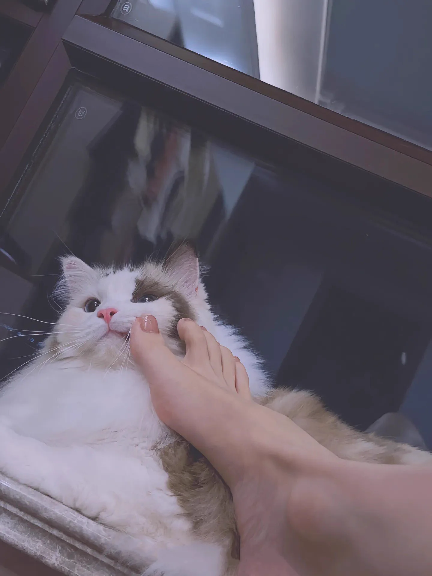 求助粉丝爸爸们一个问题‼️猫咪最近频繁跑厕所几分钟一次 是什么原因呀？ https://t.co/myhKFsYR65