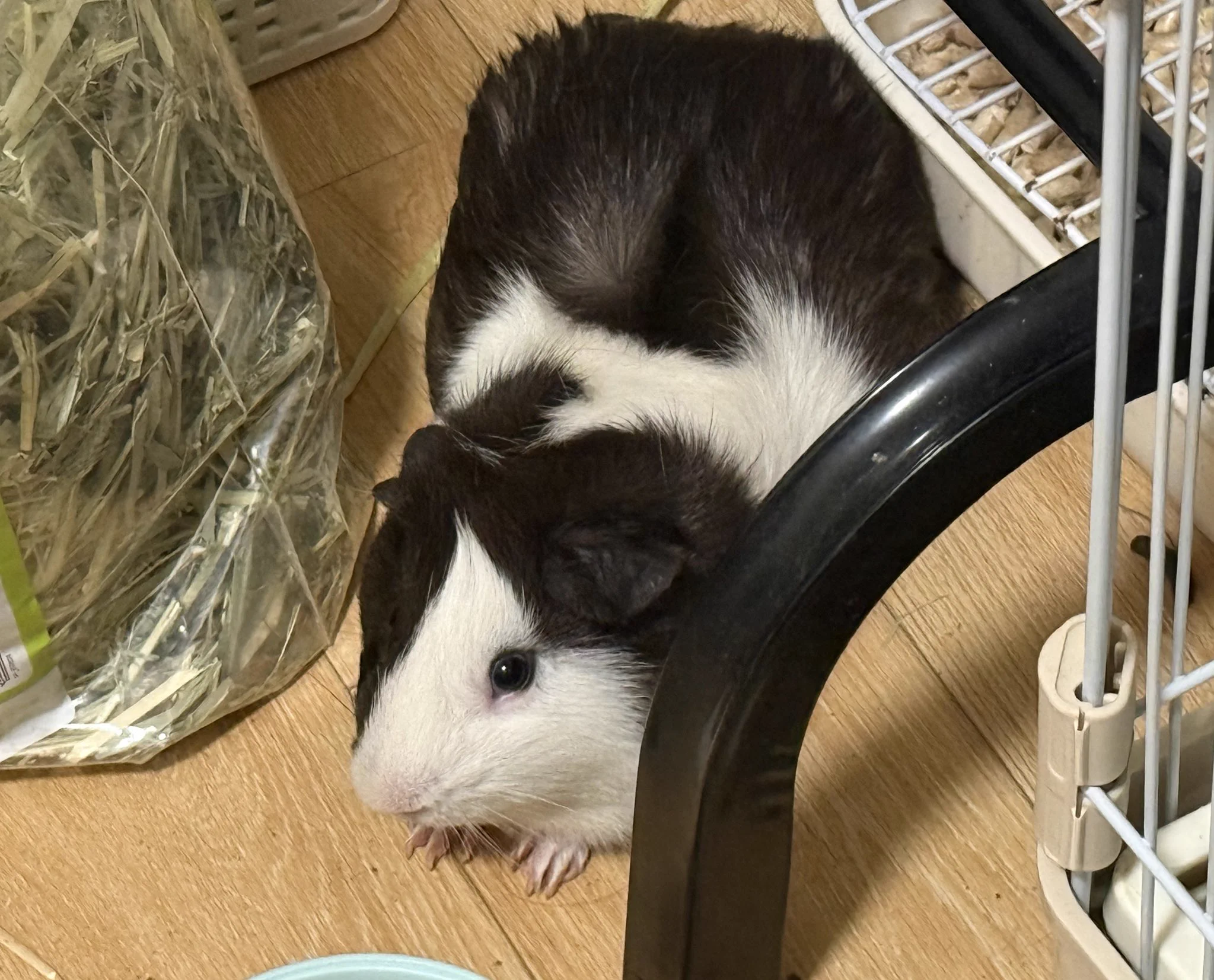 下辈子换我当小猪，万宝路一定要在我被吃掉之前来养我啊 https://t.co/rOevxjprmB