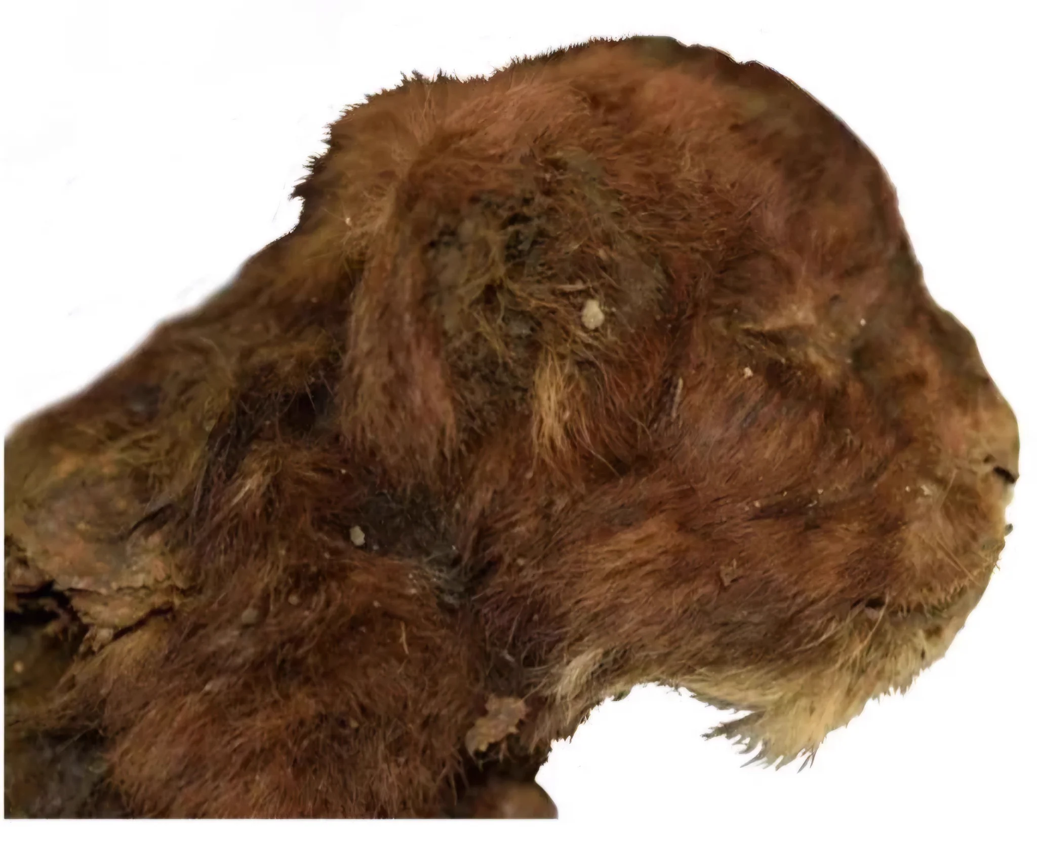 35,000 year-old saber-toothed kitten with preserved whiskers pulled from permafrost in Siberia https://t.co/VsInTNn0vK
