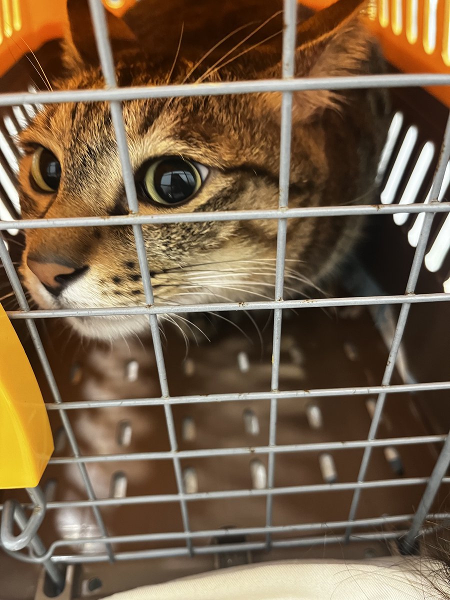 三寶因為嘴巴真的太臭🙂
被我抓來獸醫檢查

牙齦紅腫發炎需要全麻洗牙
但是否拔牙要麻醉後才能探測跟X光

除了做血檢跟心臟快篩（看能不能麻醉的
還有額外做腎臟指數檢查
追蹤5月尿道結石開完刀後
半年來吃處方飼料有沒有改善

光術前檢查就大噴4300(;´༎ຶД༎ຶ`)
賠錢貨貓貓🥲

#三寶是隻話癆胖貓咪 https://t.co/uOSou45vLk