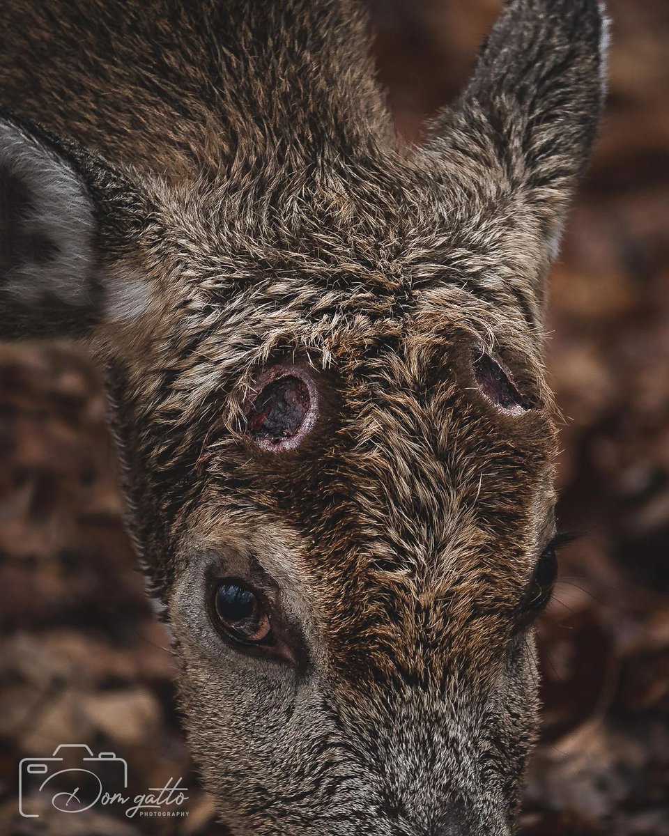 Deer shed their antlers painlessly once a year. If you haven't seen it before, well this is what it looks like. https://t.co/MT2uufNAKU