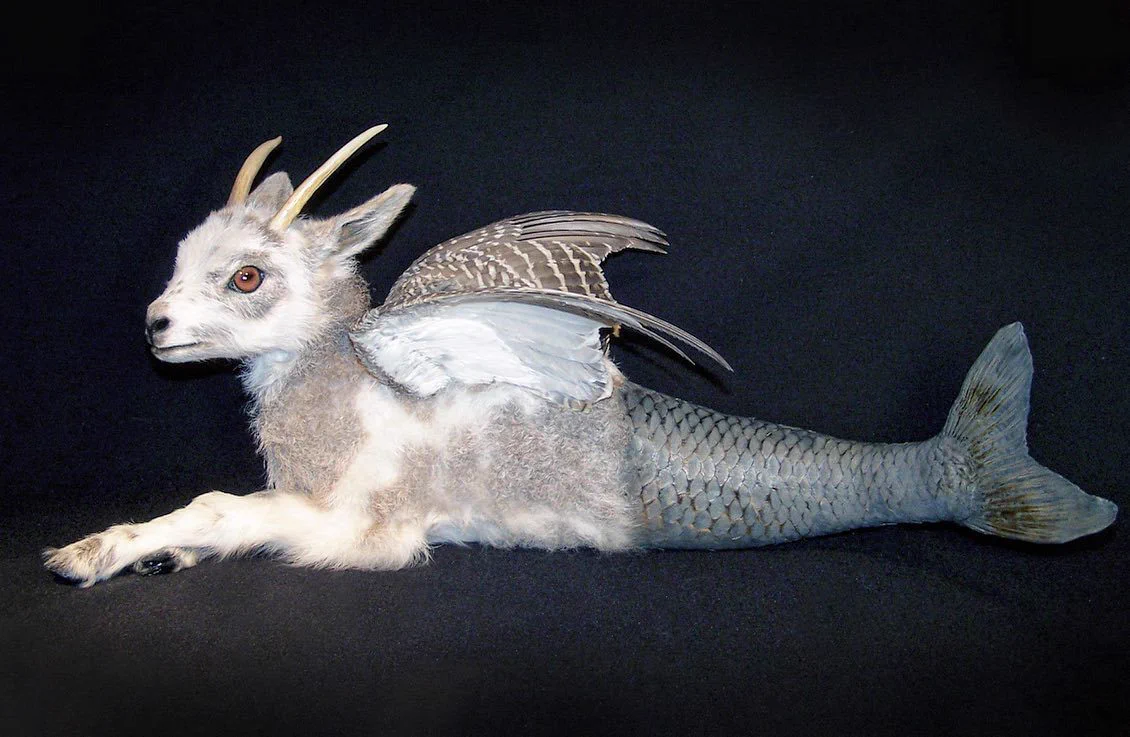 'Capricorn' rogue taxidermy by Sabrina Brewer, 2004 https://t.co/cca7xc3iKZ