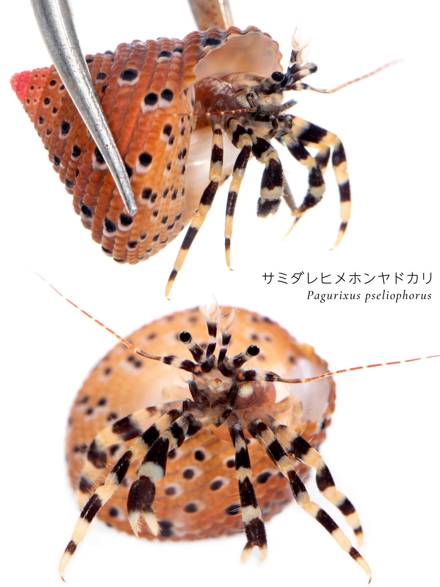 ピンセットで摘めるサイズ感 https://t.co/kG4vsgzvKL