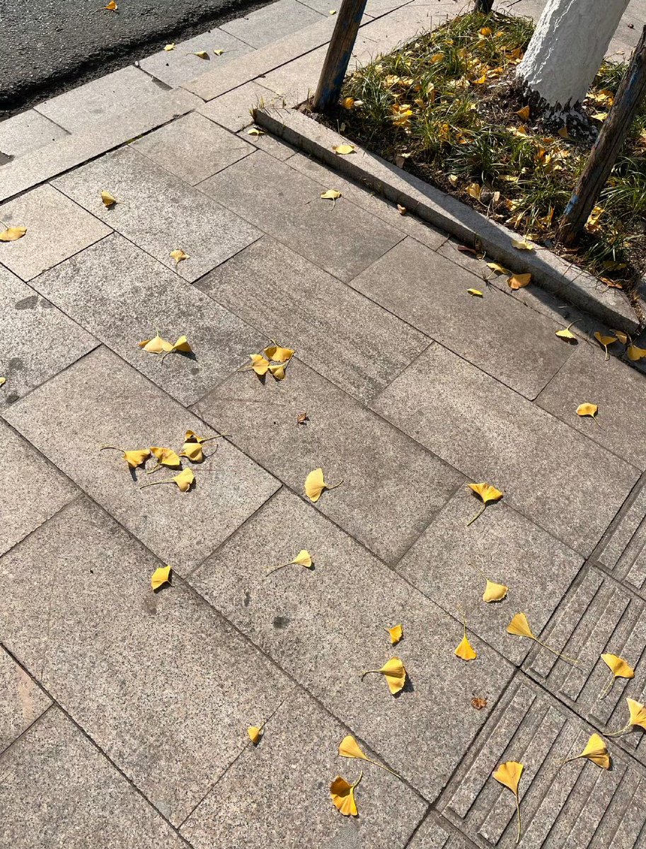 今天杭州天气很好！蓝天、银杏树……我想看看你手机里今天的风景，我来点评❤️❤️ https://t.co/wQkkYZsjT5