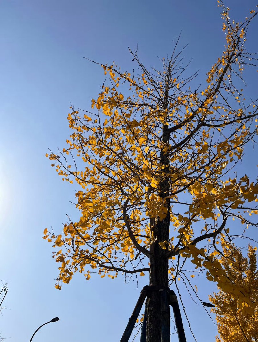 今天杭州天气很好！蓝天、银杏树……我想看看你手机里今天的风景，我来点评❤️❤️ https://t.co/wQkkYZsjT5