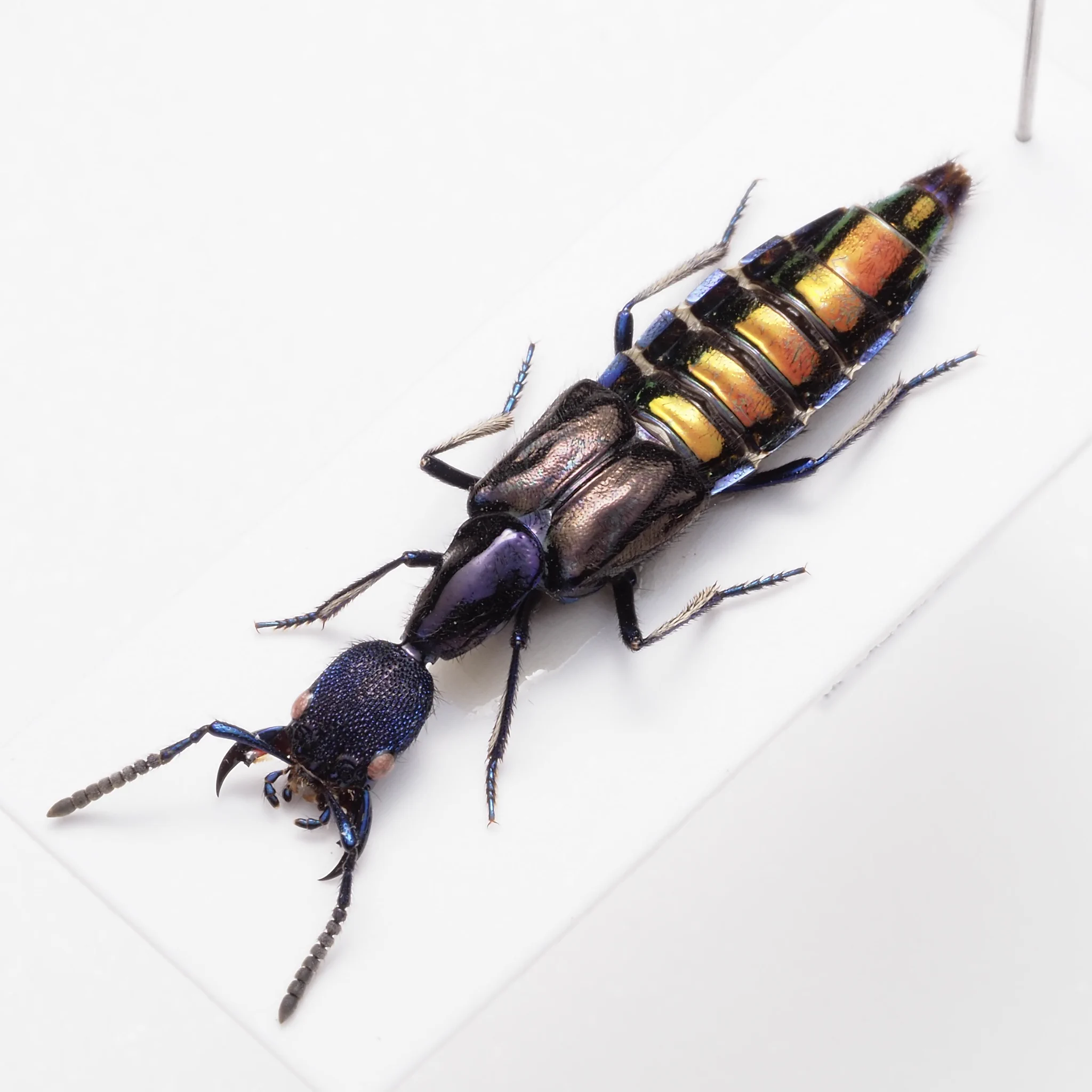 Peru🇵🇪 https://t.co/nUXaX4e9gb