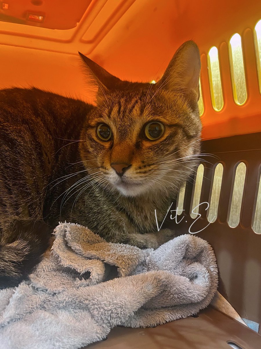 今天帶三寶去回(噴)診(錢)

🧑🏻‍⚕️：我們來看會不會因爲開刀完不舒服少吃變瘦了…嗯…
嗯…現在是6.8呢（？？
真棒呦！
（語帶尷尬

兩週前血檢才6.5kg哦🤗

果然隨我，坐著呼吸都會胖(٭°̧̧̧꒳°̧̧̧٭)

#三寶是隻話癆胖貓咪 

候診時聽到有個貓媽帶她的貓咪來 
叫 小螳螂🤣超可愛！ https://t.co/zE17RFtiex