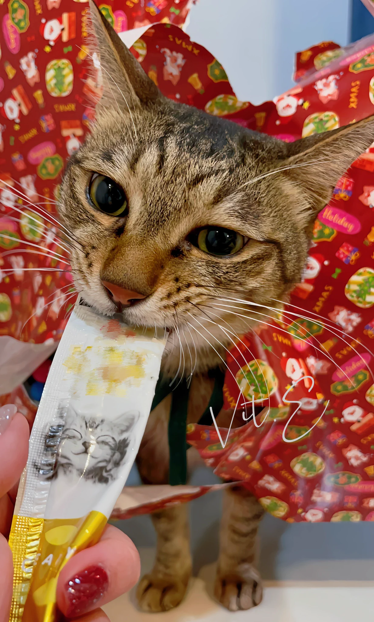 轉發平安夜貓貓🧑🏻‍🎄保佑妳新的一年平平安安⸜(* ॑꒳ ॑* )⸝#平安夜 #三寶是隻話癆胖貓咪 本來是要幫他拍探頭網美照結果看到肉泥他就失控暴衝直接把包裝紙衝得破破爛爛… https://t.co/20W1PRfb05