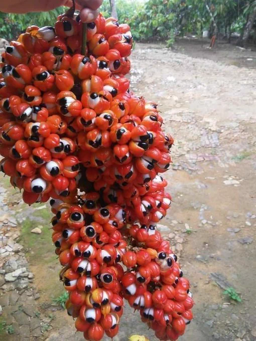 Guaranà fruits. https://t.co/tQk8oWixI5