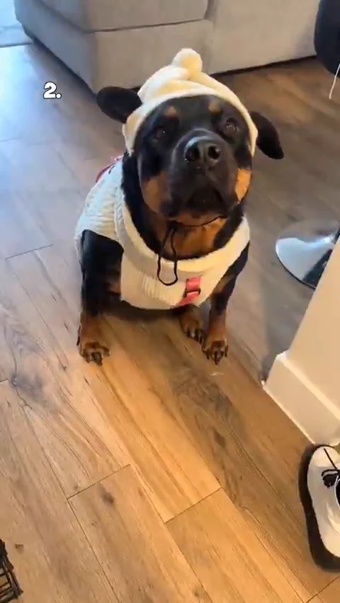 Here are the Top 5 Dogs of the week! https://t.co/xiRNbwSuE0