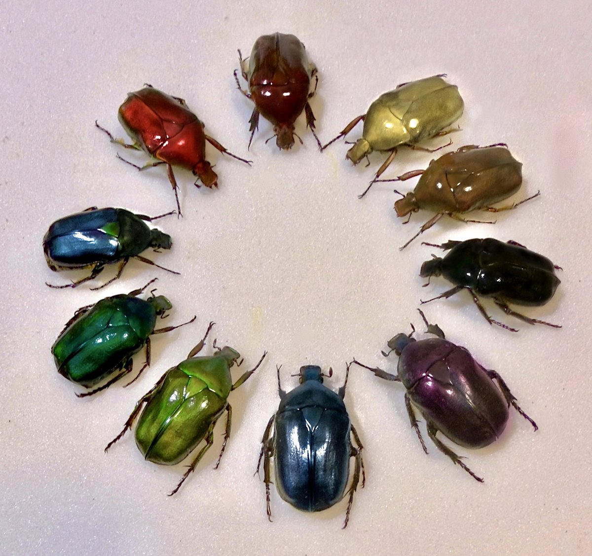 楽しい日本のカナブン
10 colors https://t.co/hahm5Neb4v