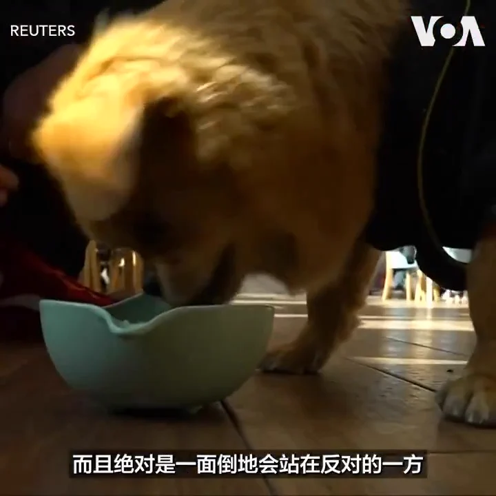 一位曾在网络上高调攻击台湾的中国女孩，因宠物去世呼吁动物保护法而遭到网友嘲讽，最终彻底改变了她对台湾和两岸关系的看法，也引发了中国社交媒体上一场关于对待生命态度的讨论。有分析认为，中国至今尚未出台全面的动物保护法，这一缺失或折射出中国在精神文明进步道路上的滞后。报道：https://t.co/ZoZNjjojpc