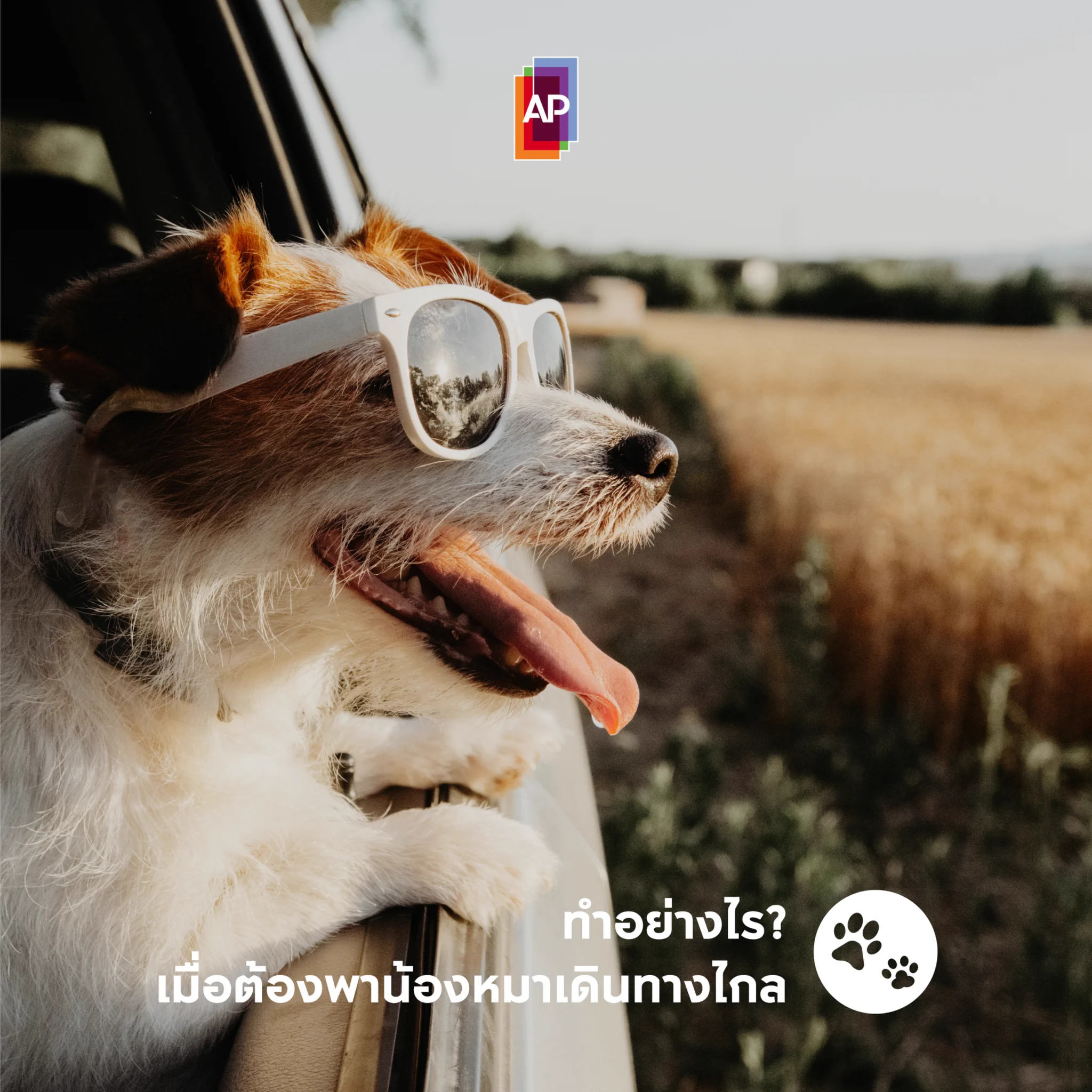 How To พาน้องหมาออกทริปเดินทางไกล🐶เตรียมที่นั่งให้พร้อม หมาใหญ่ไว้เบาะหลัง คล้องเข็มขัดกับสายจูง ส่วนหมาเล็กใส่ตะกร้าไว้🐶จอดพัก ยืดเส้นยืดสายบ้าง🐶งดให้อาหารก่อนขึ้นรถ น้องอาจเมารถได้🐶เตรียมของเล่น ลดความเครียดช่วงเดินทาง#APThai #ชีวิตดีๆที่เลือกเองได้ #APLivingseries https://t.co/Ho2EaJUGR0