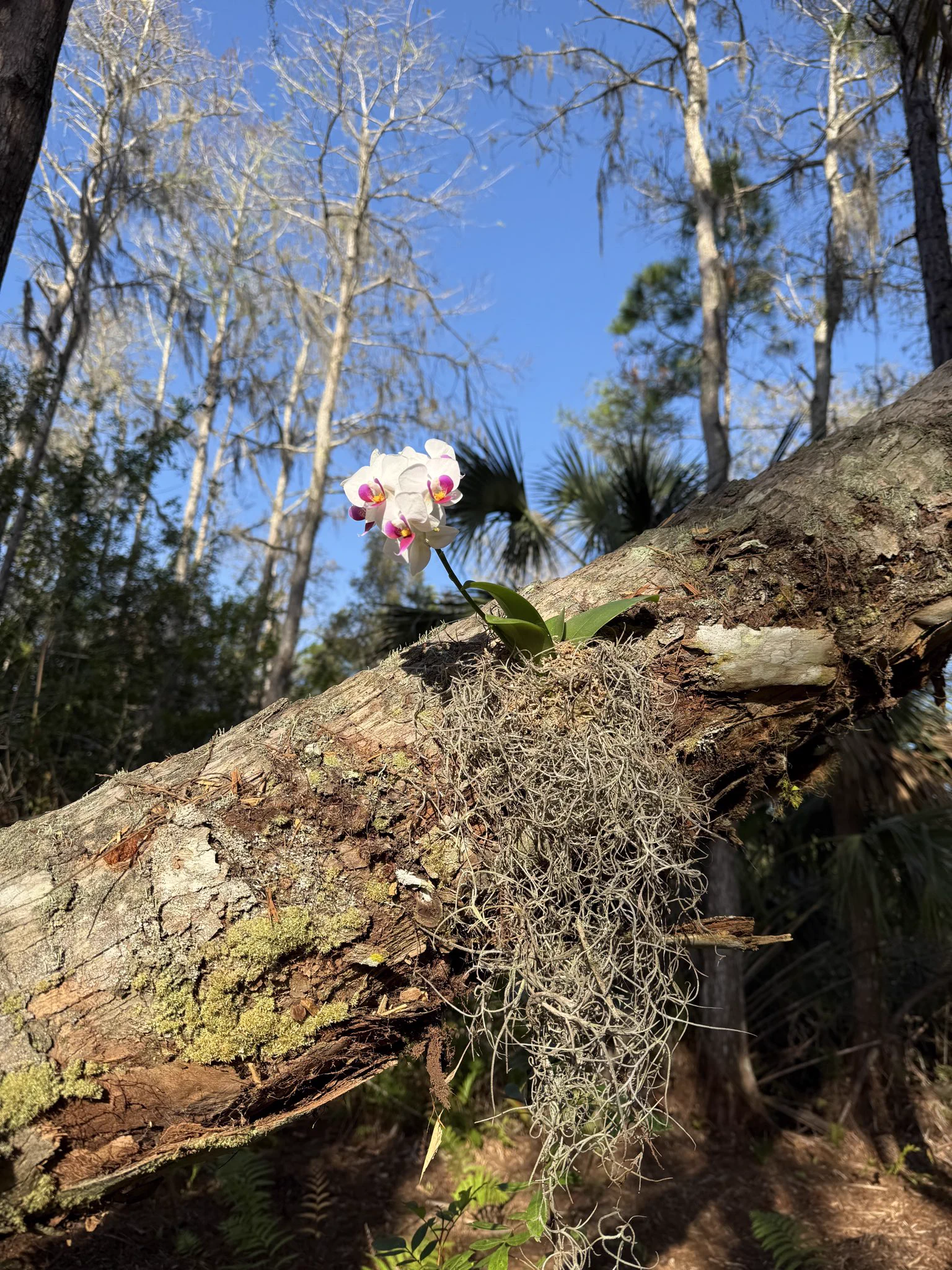Decorating my backyard with orchids https://t.co/tf9wPuQCTi
