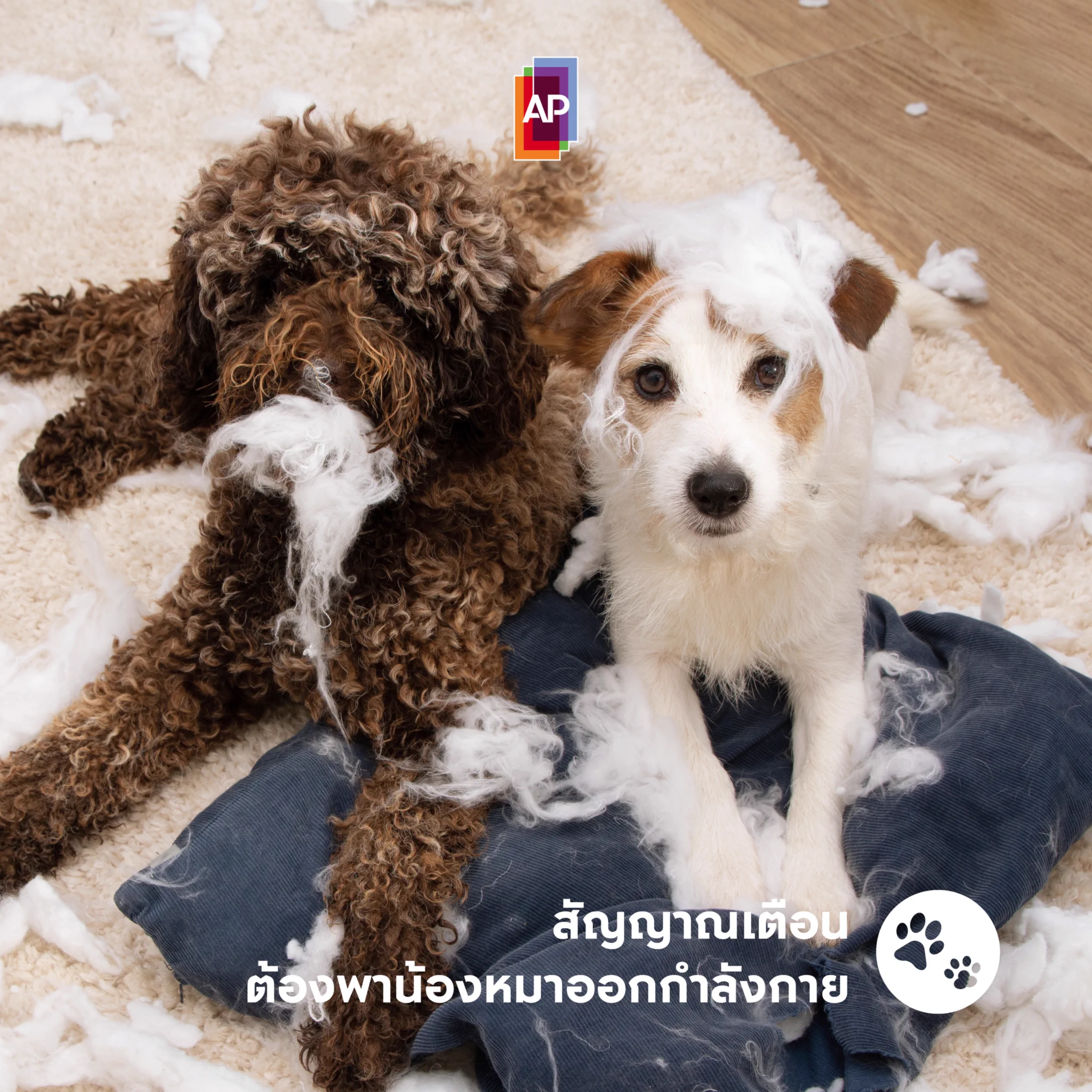 เช็กลิสต์สัญญาณเตือน เมื่อน้องหมาออกกำลังกายไม่เพียงพอ⚠️ทำลายข้าวของ⚠️น้ำหนักตัวเพิ่มขึ้น⚠️สมาธิสั้น ซนกว่าปกติ ตื่นเต้นเกินควบคุม⚠️เห่าหอน เรียกร้องความสนใจ⚠️เจ็บขา⚠️เก็บตัว นอนขดตัวอยู่ตามมุมห้อง#APThai #ชีวิตดีๆที่เลือกเองได้ #APLivingseries https://t.co/Zujw9Esfws