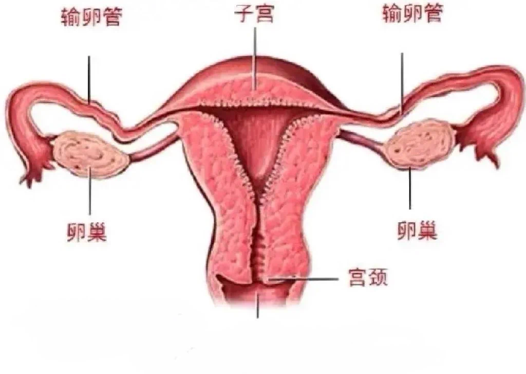 🌸科普贴第五季来咯~~❗关于女生排卵期🌸排卵前的两三天宫颈开始分泌粘液，在激素的作用下粘液会变得非常稀薄，有的时候就像水一样，可能也会呈现拉丝的状态。🌸如果外阴总是湿湿的，内裤上也有拉丝像蛋清一样的白带，就说明快排卵了。🌸过了排卵期孕激素上升，宫颈粘液就会变得粘稠，就会形成一个粘液栓堵在宫颈口。⚠️所以排卵期白带会发生正常变化，比如排卵前期，白带变得充满水分；排卵当天白带透明且粘性强；排卵后白带颜色更白且浓稠。这些变化是身体为怀孕做的正常调整，不用担心。但当白带出现异常时，确实应该警惕并关注。🌸那么如果女朋友下边出现一些黏黏的白带，并不能说明她不爱干净哦，这也都是正常的生理反应，绝对不能说出一些伤人的话哦！PS白浆并不是白带哦~@DaFoer_ @UeeTuip @Daguidiyi @UeeDok @Fojiangnice @UeeWhy