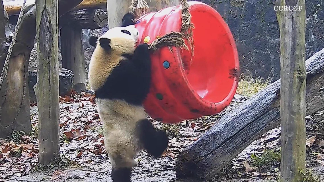 Giant panda cub explores new ways to enjoy swingAn adorable giant panda cub was recently filmed while trying to figure out new ways to enjoy the swing at a breeding base in southwest China's Sichuan Province.https://t.co/w8QLBdZSVe https://t.co/pVUjlal2D7