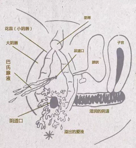 🌸科普第六季来咯~关于女孩子潮吹❤️最近许多宝宝私信我关于潮吹喷水的问题😂所以正好借着机会，有了这次科普😒😒🌸女生高潮时喷出的体液由巴氏腺液、尿液和斯基恩式腺液组成。(而这些腺体我可能会在下一次科普中讲解）🌸经过本鱿鱼多年的实践，我感觉当女孩子有过一次潮吹之后，那么只要刺激足够，是完全可以连续的，长时间的潮吹！并且一次比一次更加容易潮吹😶‍🌫️😶‍🌫️🌸 许多性学家取女性射精时喷出的液体分析成分，不但发现阴道前壁与后壁的分泌物成分不同，比较潮吹喷出的液体和尿液，两者的成分也相差很多。分泌物里所含的成分有前列腺素特异抗原、尿素氮等。❗综上所述！潮吹喷出的水与尿确实是成分不同的！❗水量呢，也是因人而异，具体情况具体分析⚠️Ps视频所展示的是在经过30分钟左右的性爱后以及一次阴蒂高潮和一次强力的潮吹后🫣，自慰时候的潮吹，图3️⃣是这30分钟左右的性爱过程中不受控制喷出的量🥶⚠️Ps2朝吹时的感觉。。嗯。。。因人而异的。总之很舒服很舒服。。⚠️Ps3如何让你的女伴潮吹呢？我觉得视觉，听觉，触觉等感官上的刺激，会比硬度，大小，时间更重要。@DaFoer_ @UeeTuip @Daguidiyi @UeeDok @Fojiangnice @UeeWhy