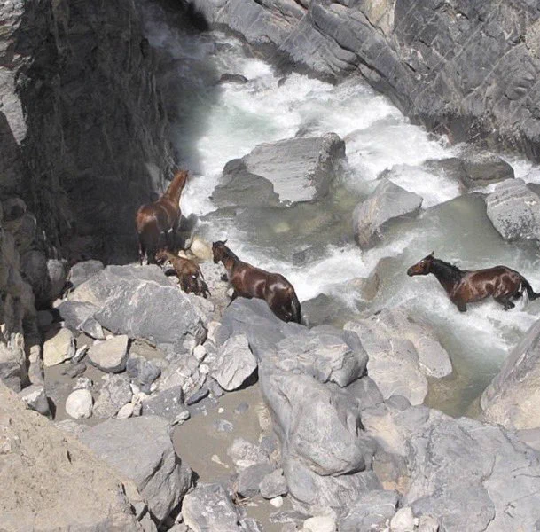 Wild horses crossing a river in Iran https://t.co/65i6k6G5k4