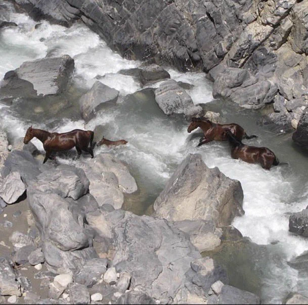 Wild horses crossing a river in Iran https://t.co/65i6k6G5k4