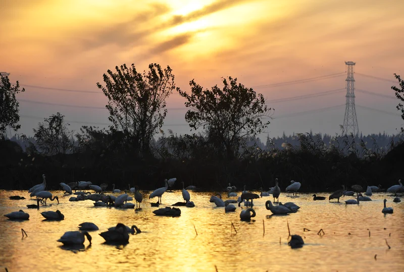 🌿 In the heart of #Nanchang, #Jiangxi, the shores of Poyang Lake come alive with the symphony of nature. This season marks the peak of birdwatching, as the province's emblematic white cranes fill the skies, their crisp, resonant calls echoing over the wetlands.✨ #PoyangLake is not just a lake—it's a sanctuary, a spectacle, and a glimpse of nature at its most poetic.#Birdwatching #NatureSanctuary #ExploreNewChinaTowns@DynamicJiangxi @MeetJiangxi @BeautyJiangxi @GreenCN2030 @VisitNanchang 🦩🌅🐦