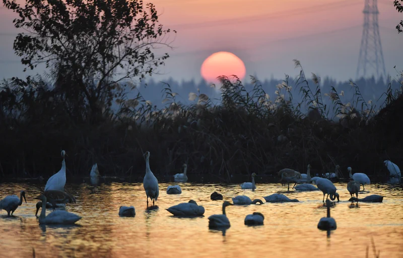 🌿 In the heart of #Nanchang, #Jiangxi, the shores of Poyang Lake come alive with the symphony of nature. This season marks the peak of birdwatching, as the province's emblematic white cranes fill the skies, their crisp, resonant calls echoing over the wetlands.✨ #PoyangLake is not just a lake—it's a sanctuary, a spectacle, and a glimpse of nature at its most poetic.#Birdwatching #NatureSanctuary #ExploreNewChinaTowns@DynamicJiangxi @MeetJiangxi @BeautyJiangxi @GreenCN2030 @VisitNanchang 🦩🌅🐦
