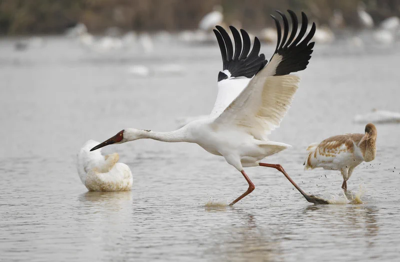 🌿 In the heart of #Nanchang, #Jiangxi, the shores of Poyang Lake come alive with the symphony of nature. This season marks the peak of birdwatching, as the province's emblematic white cranes fill the skies, their crisp, resonant calls echoing over the wetlands.✨ #PoyangLake is not just a lake—it's a sanctuary, a spectacle, and a glimpse of nature at its most poetic.#Birdwatching #NatureSanctuary #ExploreNewChinaTowns@DynamicJiangxi @MeetJiangxi @BeautyJiangxi @GreenCN2030 @VisitNanchang 🦩🌅🐦