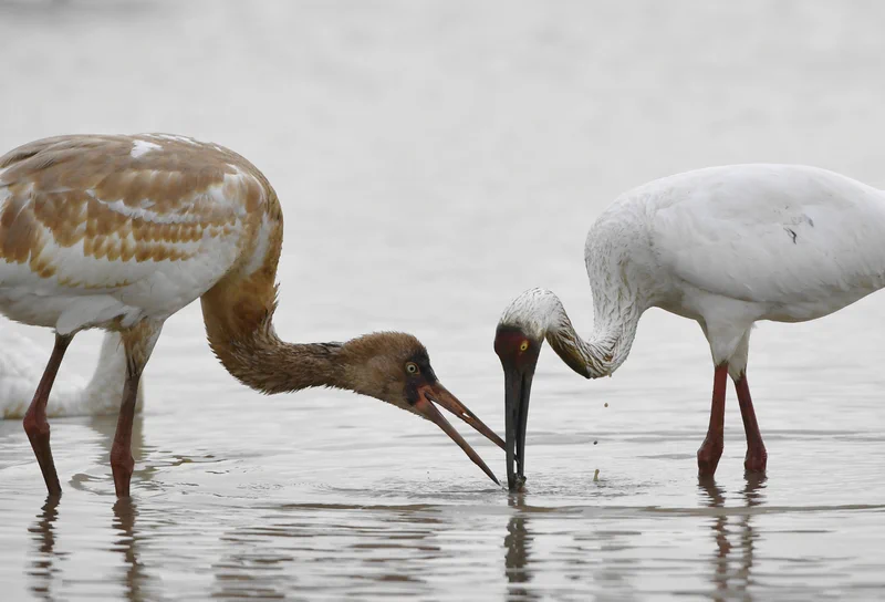 🌿 In the heart of #Nanchang, #Jiangxi, the shores of Poyang Lake come alive with the symphony of nature. This season marks the peak of birdwatching, as the province's emblematic white cranes fill the skies, their crisp, resonant calls echoing over the wetlands.✨ #PoyangLake is not just a lake—it's a sanctuary, a spectacle, and a glimpse of nature at its most poetic.#Birdwatching #NatureSanctuary #ExploreNewChinaTowns@DynamicJiangxi @MeetJiangxi @BeautyJiangxi @GreenCN2030 @VisitNanchang 🦩🌅🐦