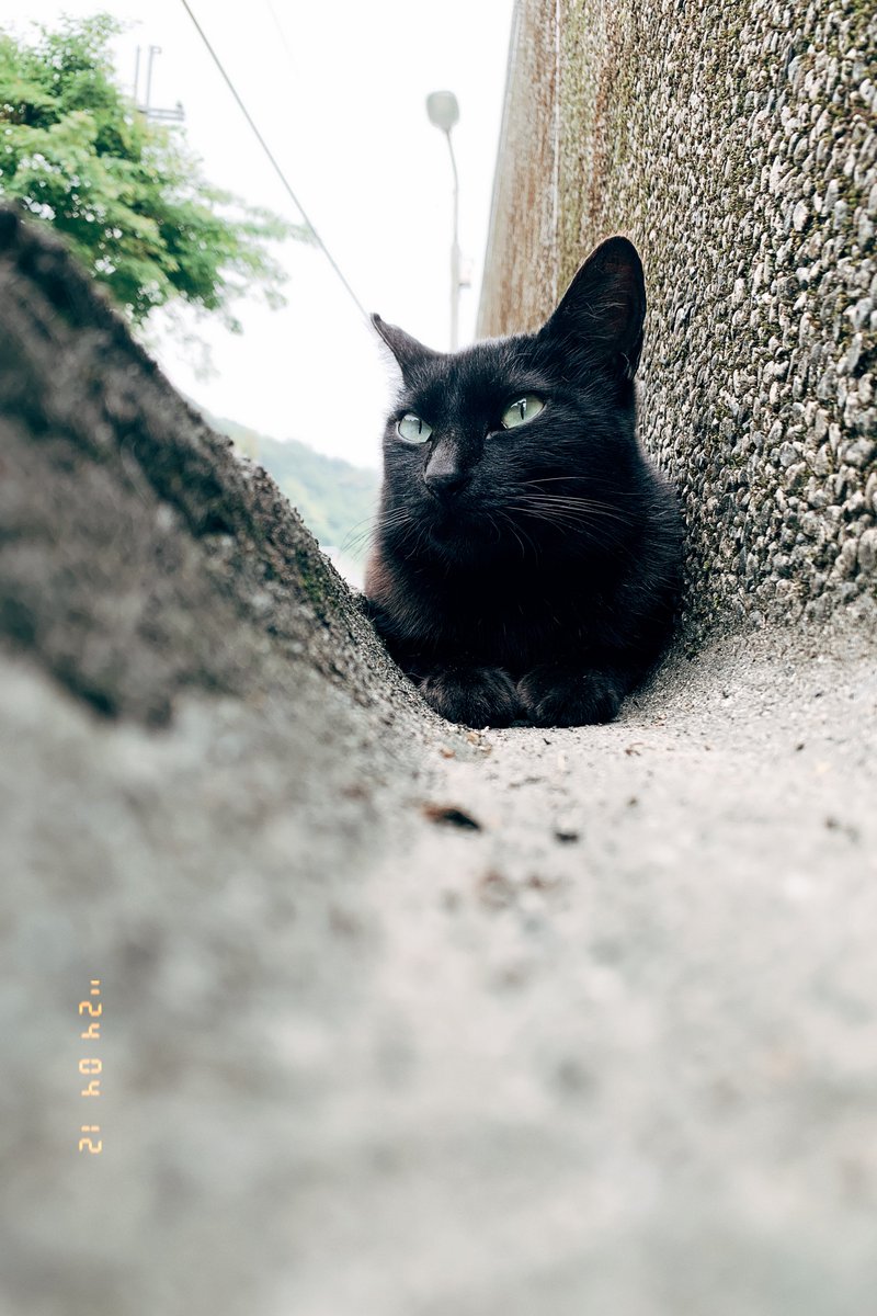 九份的貓貓跟溫潤風景 https://t.co/WeEFBdQQEX
