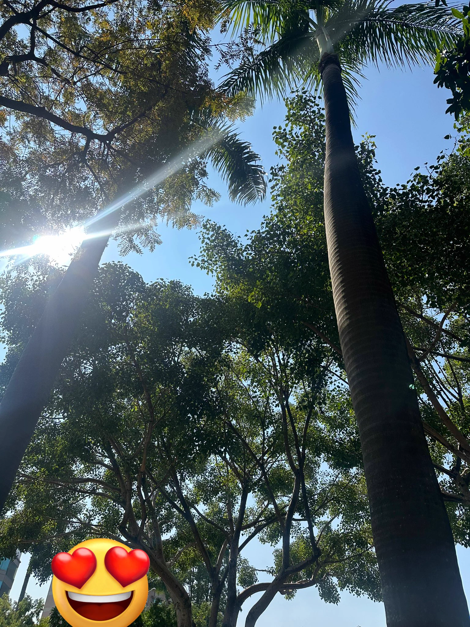 有太陽～～暖暖的～狗狗在曬太陽😆因為是狗狗🤔就差沒有摸摸頭～🥺 https://t.co/Rr9I8yg4mg