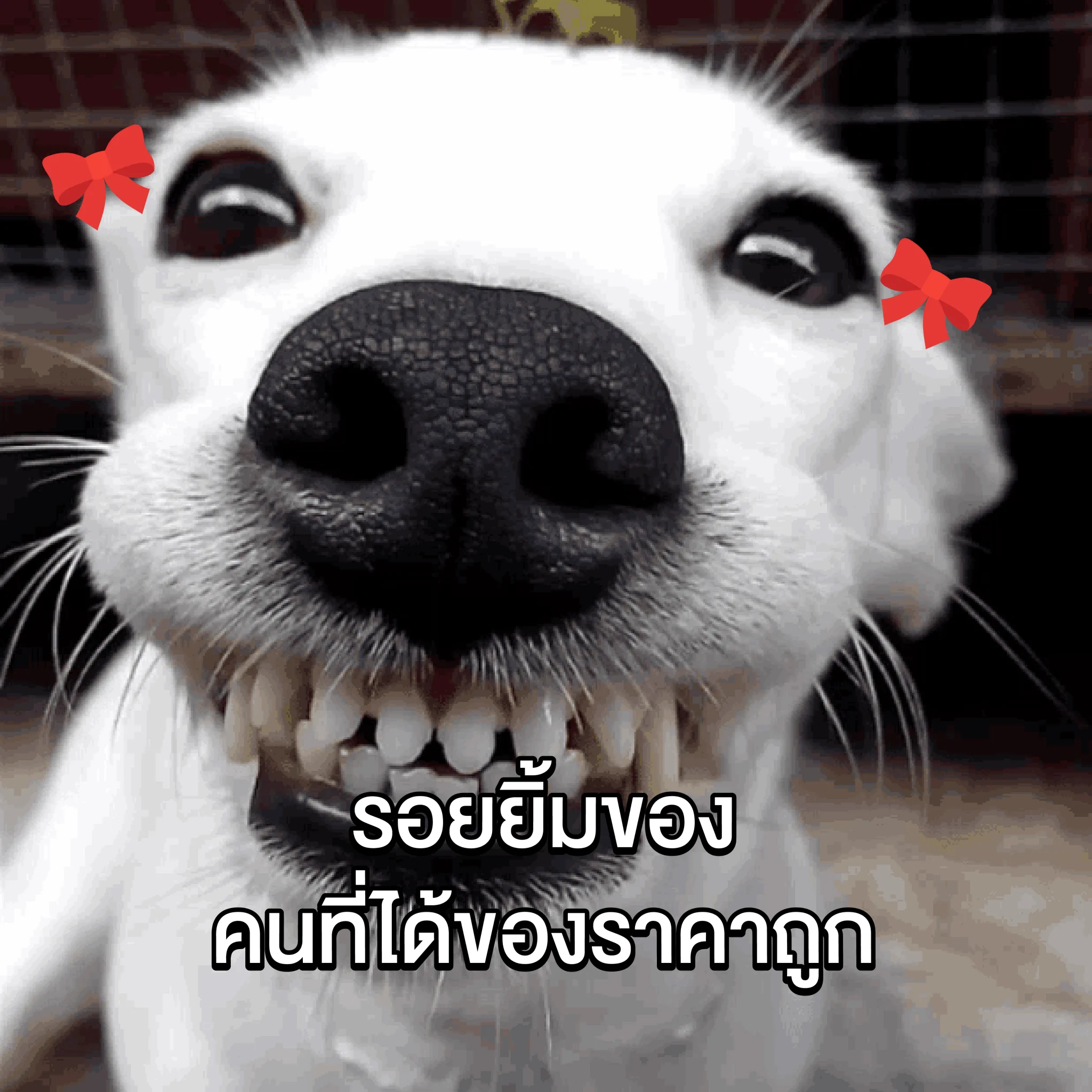 😊 ฉันรู้ว่าเธอจะยิ้มแบบไหน ตอนราคาเธอดีกว่าใคร🤩 บ้าจริง! กดเข้าลาซาด้า แล้วมันหยุดยิ้มมมม ไม่ได้เลย ✅ เพราะลาซาด้า ราคาดีกว่า ไม่ต้องเทียบ!📲 มาช้อปกันเลย : https://t.co/xmGz7Iy3hc#LazadaTH #ลาซาด้าราคาดีกว่าไม่ต้องเทียบ #การันตีราคาถูก https://t.co/Y5CWHp4ucY