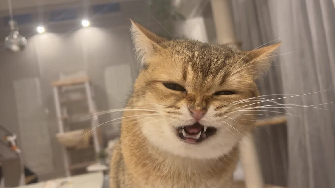 カリカリを必死に食べる猫の顔の可愛さは異常 https://t.co/aXjM4LWiOp