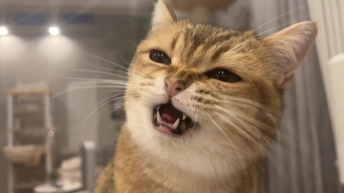 カリカリを必死に食べる猫の顔の可愛さは異常 https://t.co/aXjM4LWiOp