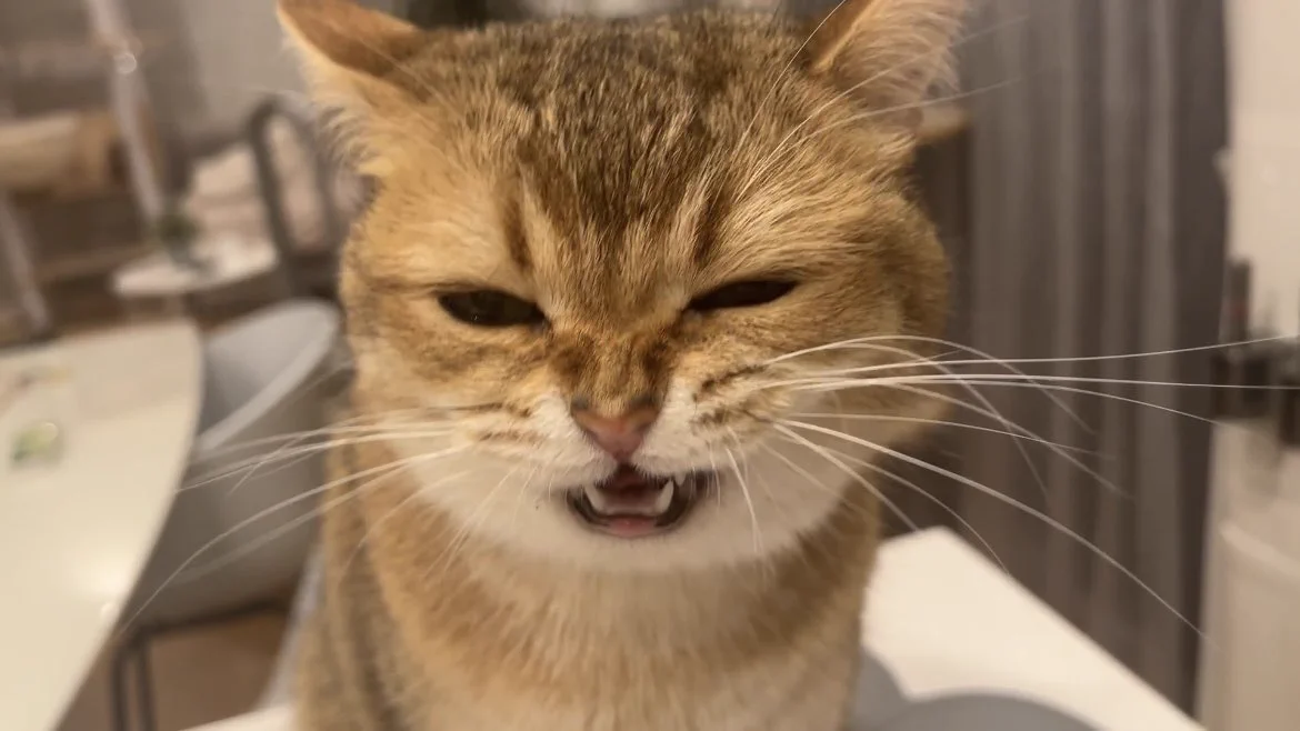 カリカリを必死に食べる猫の顔の可愛さは異常 https://t.co/aXjM4LWiOp