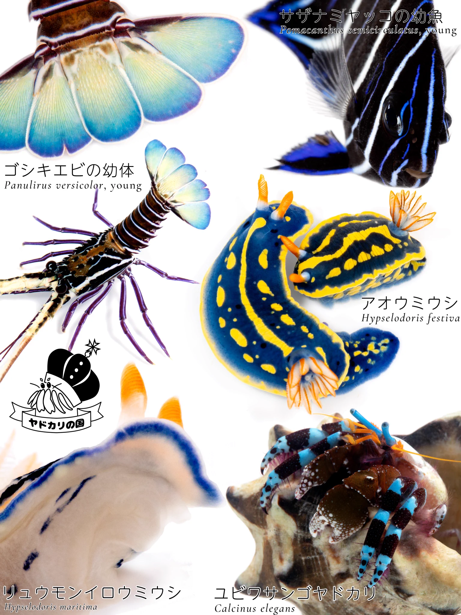 青が棲んでいる https://t.co/WDvaAcYeR8