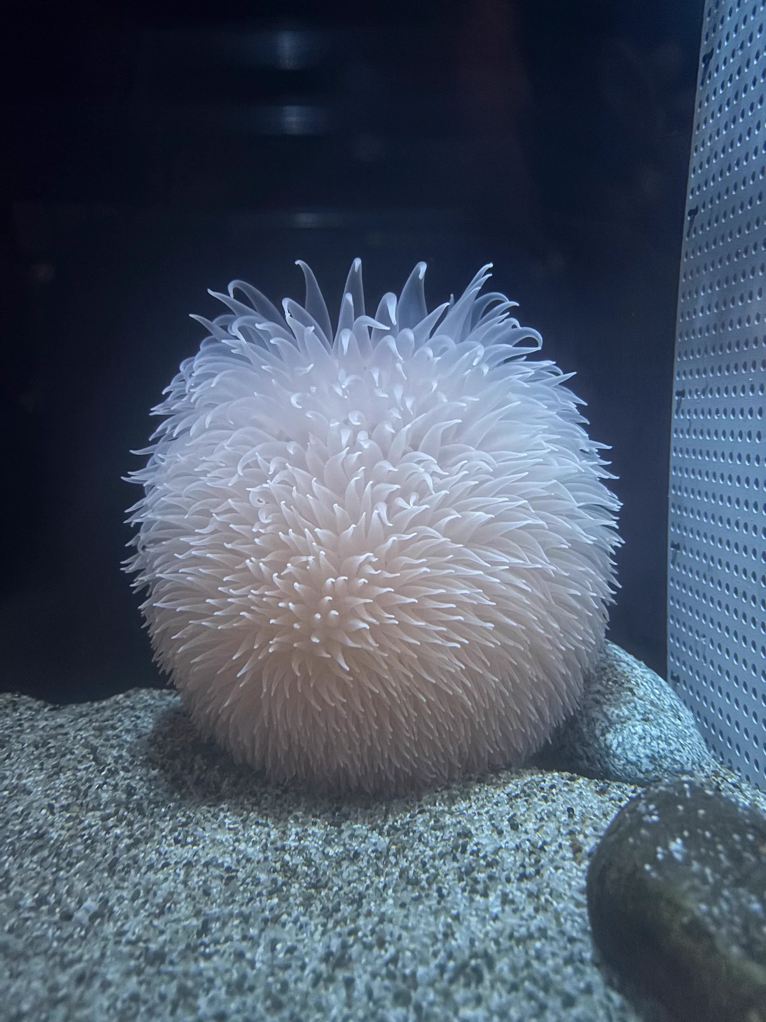 こちらダーリアイソギンチャク
英名は

＿人人人人人人人人人人人人＿
＞　Pom-pom anemone     ＜
￣Y^Y^Y^Y^Y^Y^Y^Y^Y^Y ￣ https://t.co/nlrBhz65PM