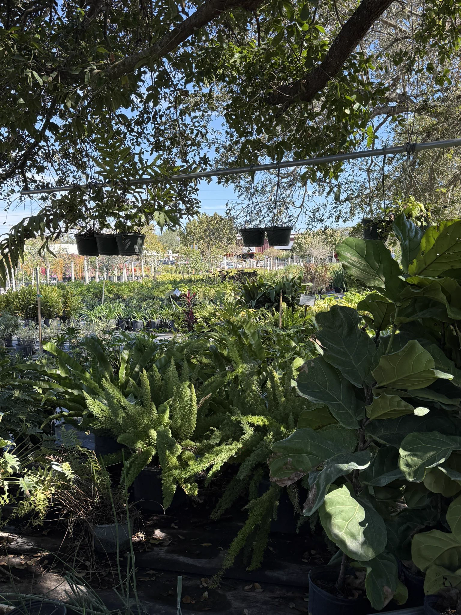 Shopping for plants is a date 💚 https://t.co/hVfvmLUIQu
