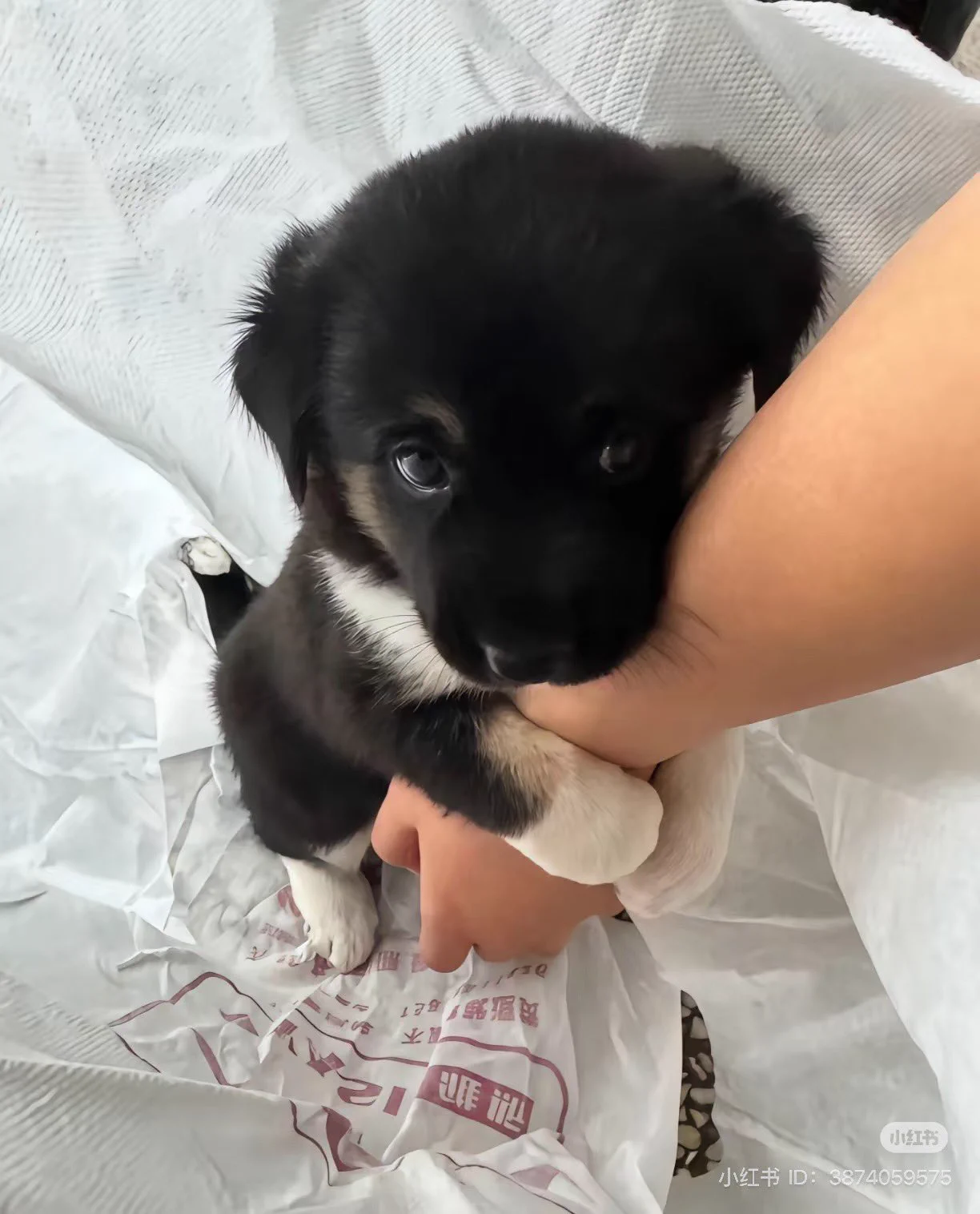 can i come over and stare at u like this and then gnaw on ur arm https://t.co/f7n7eR97DR