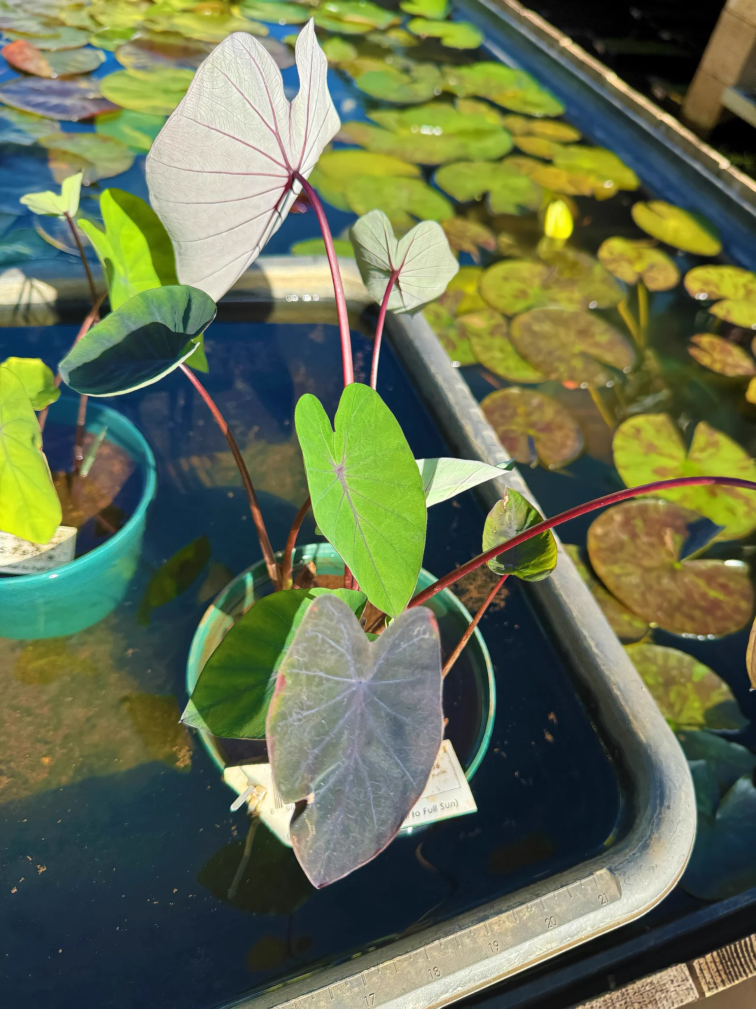 🪴Cheers to a new month! This month’s goal is to earn enough to build a pond for my garden.I hope to add many mash plants such as: Lillys, Taro, Lotus, and Penny plants. 🪷 https://t.co/JUYWWWDD28