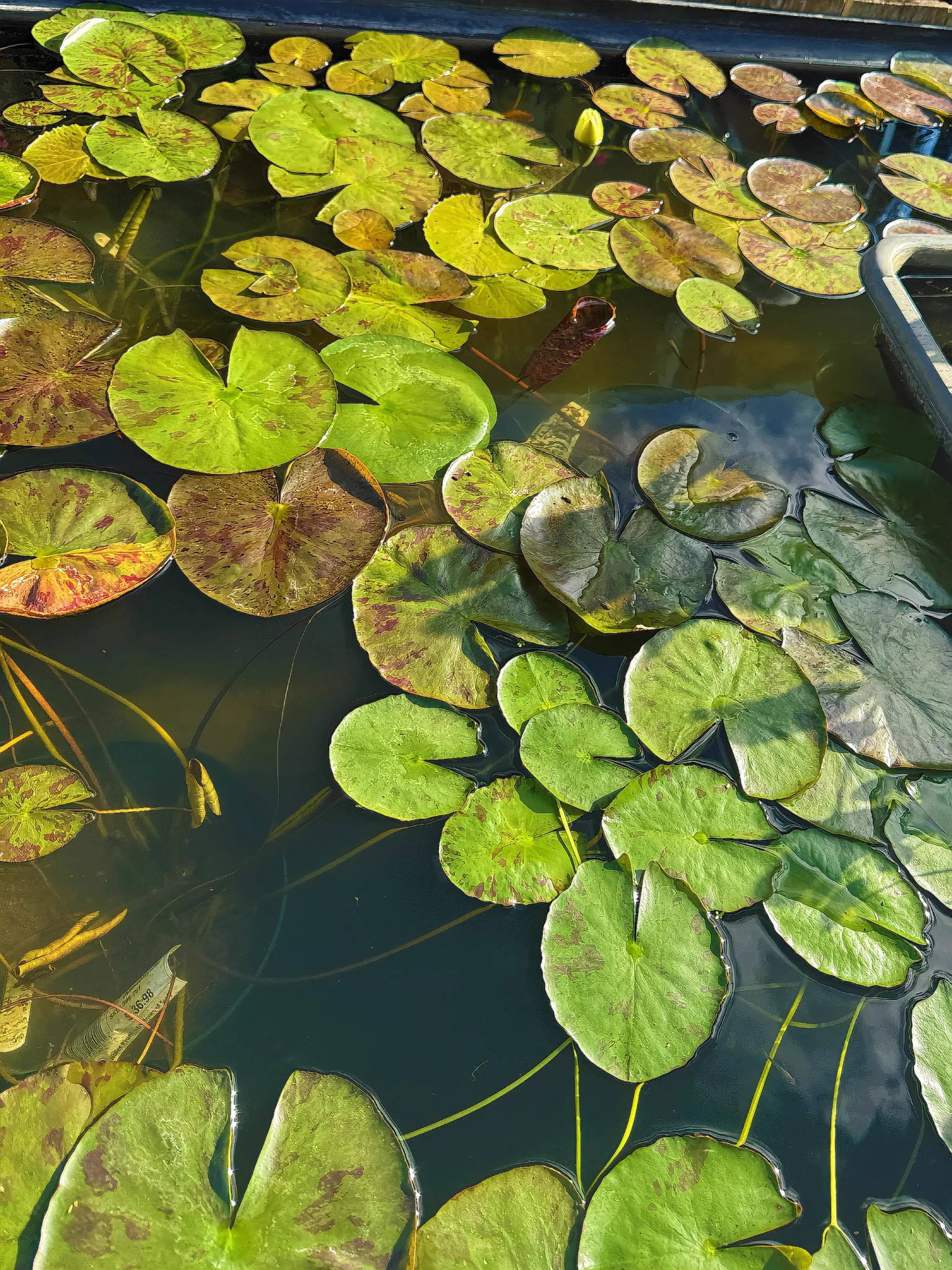 🪴Cheers to a new month! This month’s goal is to earn enough to build a pond for my garden.I hope to add many mash plants such as: Lillys, Taro, Lotus, and Penny plants. 🪷 https://t.co/JUYWWWDD28