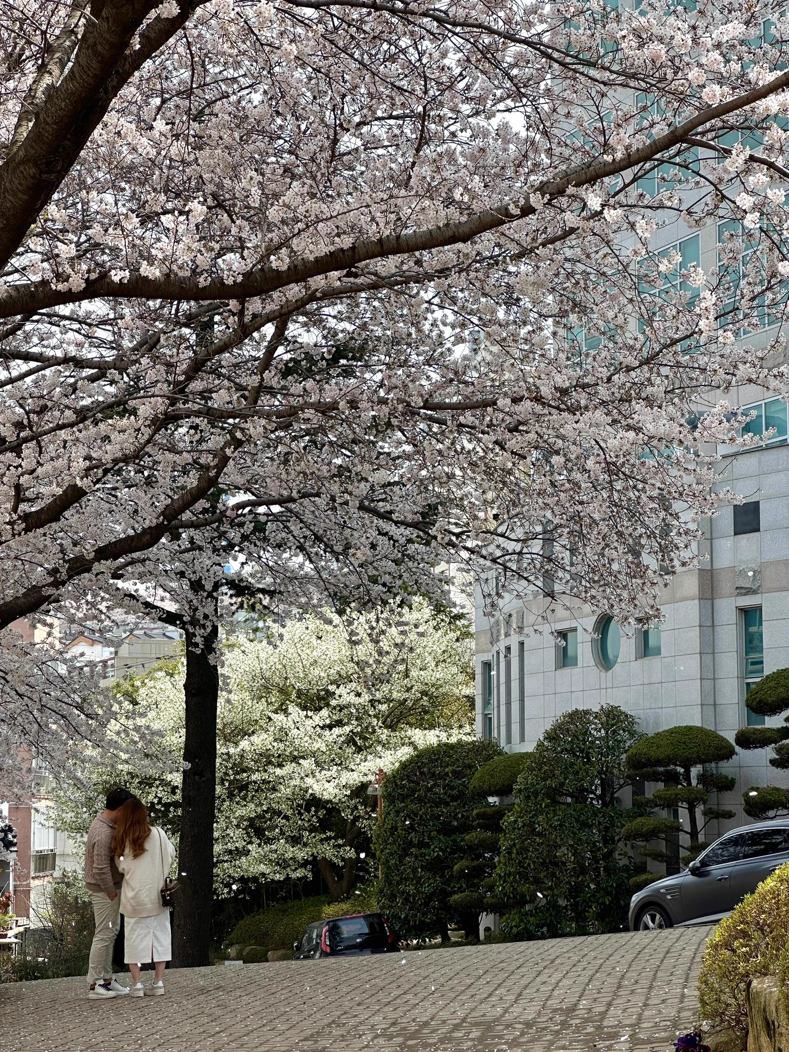 벚꽃 시즌이 곧 다가옵니다. 벚꽃비 속에서 당신과 함께 산책하고 싶습니다. 로맨스는 끝나지 않을 것입니다櫻花季快到了，想和你一起散步在櫻花雨中，浪漫永不落幕 https://t.co/jDgoHGQlVH