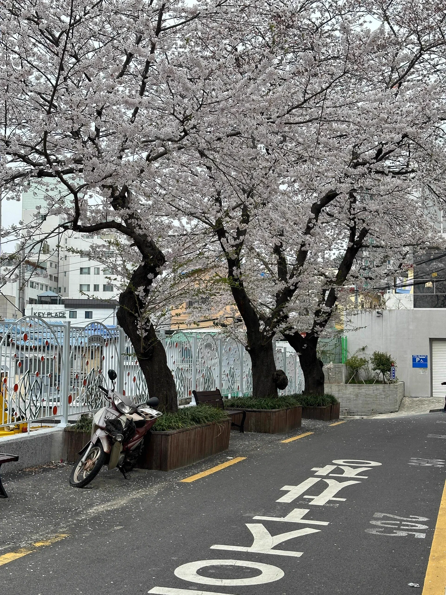 벚꽃 시즌이 곧 다가옵니다. 벚꽃비 속에서 당신과 함께 산책하고 싶습니다. 로맨스는 끝나지 않을 것입니다櫻花季快到了，想和你一起散步在櫻花雨中，浪漫永不落幕 https://t.co/jDgoHGQlVH