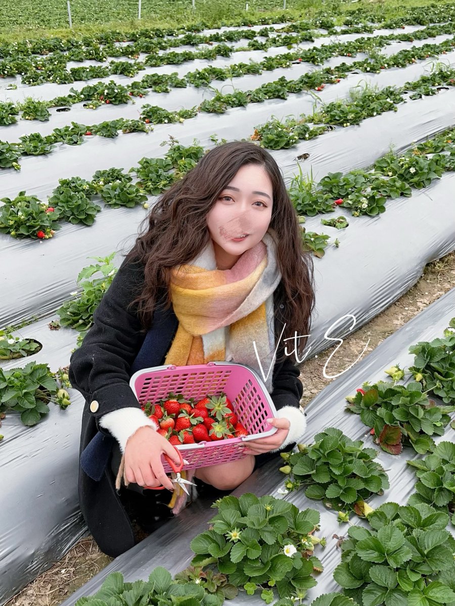 週末帶爸媽去了一趟南庄
山上超冷山路超暈
回來就感冒了
今天整個病懨懨_(:з」∠)_

#OL穿著得體的日常 #採草莓 

自己採的草莓🍓好好吃
喉嚨超痛還是嗑了一大盤⸜(* ॑꒳ ॑* )⸝ https://t.co/2sIOEBTajH