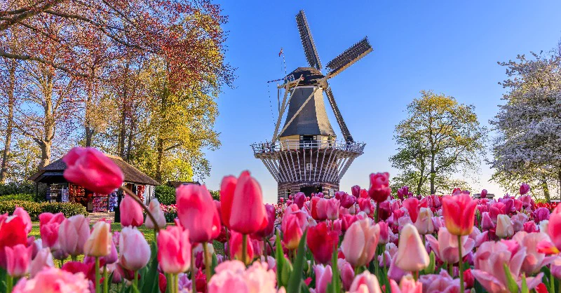 Tulip season is around the corner! From March 20th to May 11th, experience a kaleidoscope of colors as the @visitKeukenhof tulip gardens burst into full bloom. Let 12 million vibrant flowers put a spring in your step! 🌷🇳🇱 https://t.co/2pnproJ5Iq