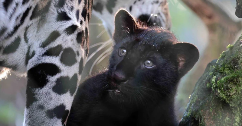 Visit one of the 5 oldest zoos in the world, right in the heart of Amsterdam. Discover animals, plants, and meet the newborn jaguar cub and giraffe calf at ARTIS Zoo. Journey through space at the Planetarium and wander the historic botanical garden. Plan your visit!🐘 #ARTISZoo https://t.co/v7N6M22xYJ