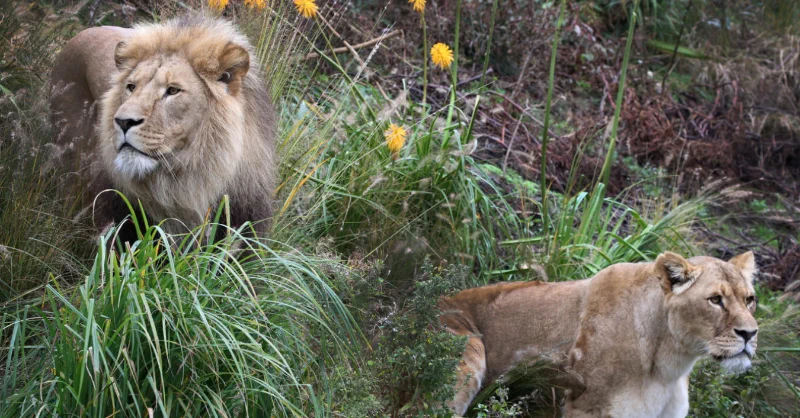 Visit one of the 5 oldest zoos in the world, right in the heart of Amsterdam. Discover animals, plants, and meet the newborn jaguar cub and giraffe calf at ARTIS Zoo. Journey through space at the Planetarium and wander the historic botanical garden. Plan your visit!🐘 #ARTISZoo https://t.co/v7N6M22xYJ
