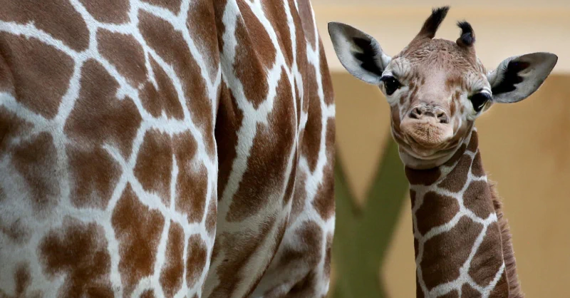 Visit one of the 5 oldest zoos in the world, right in the heart of Amsterdam. Discover animals, plants, and meet the newborn jaguar cub and giraffe calf at ARTIS Zoo. Journey through space at the Planetarium and wander the historic botanical garden. Plan your visit!🐘 #ARTISZoo https://t.co/v7N6M22xYJ