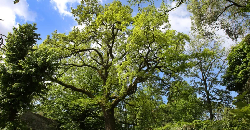 Visit one of the 5 oldest zoos in the world, right in the heart of Amsterdam. Discover animals, plants, and meet the newborn jaguar cub and giraffe calf at ARTIS Zoo. Journey through space at the Planetarium and wander the historic botanical garden. Plan your visit!🐘 #ARTISZoo https://t.co/v7N6M22xYJ
