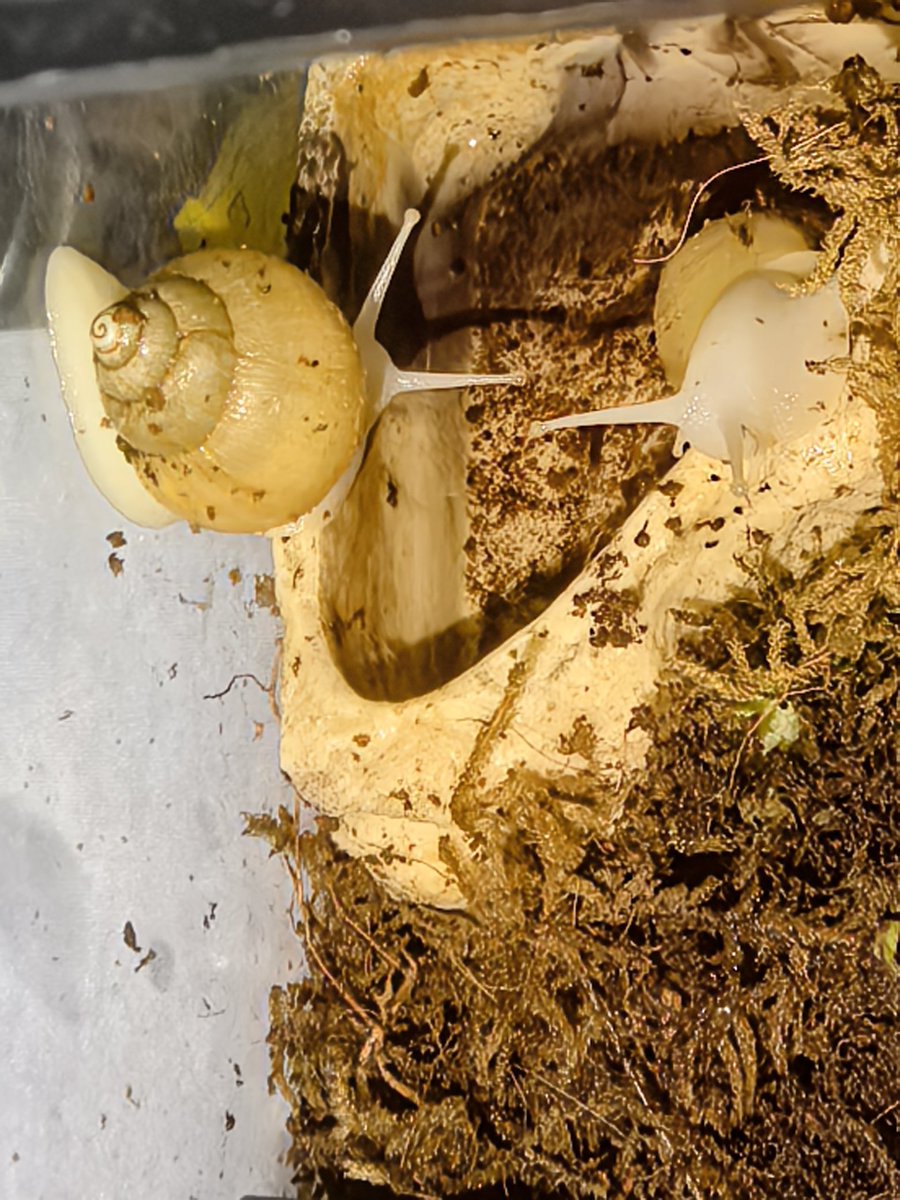 @Augensterned_ 刚来的时候只有指甲盖大！壳是随着身体一起慢慢长大的(*´I`*)穿衣服不太行。。因为会爬上爬下吸在天花板上把自己埋在土里 https://t.co/PkBuDNvHxa